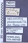 Etiketten zu Melanotus planipennis (NHMW-ZOO-COL-0007492)